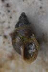 Galba truncatula