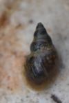 Galba truncatula