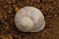 Cornu aspersum