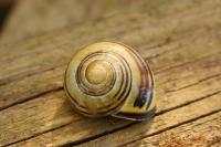 Cepaea nemoralis