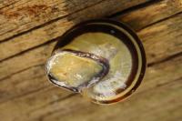 Cepaea nemoralis