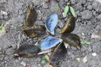 Dreissena polymorpha