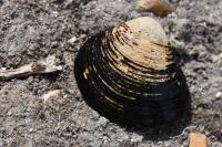 Corbicula fluminea