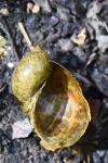 Ampullaceana balthica