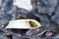 Planorbis carinatus