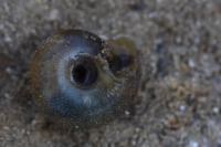 Trochulus hispidus