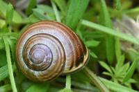Cepaea nemoralis