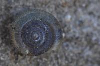 Trochulus hispidus