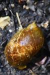 Ampullaceana balthica