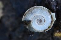 Planorbis carinatus