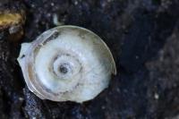 Planorbis carinatus