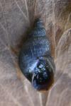 Stagnicola palustris