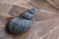 Stagnicola palustris