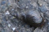 Stagnicola palustris