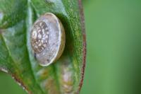 Hygromia cinctella