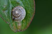 Hygromia cinctella