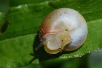 Monacha cartusiana