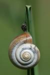 Monacha cartusiana