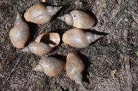 Lymnaea stagnalis