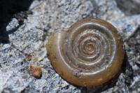 Anisus vortex