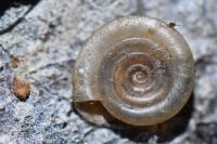 Anisus vortex