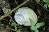 Helix pomatia