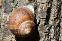 Helix pomatia