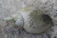 Lymnaea stagnalis