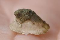 Ancylus fluviatilis