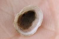 Ancylus fluviatilis