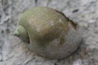 Ampullaceana balthica