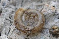 Anisus vortex