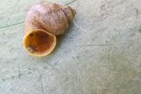 Pomatias elegans