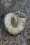 Gyraulus albus