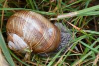 Helix pomatia