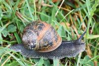 Cornu aspersum