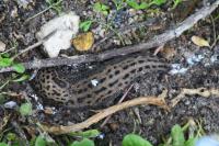 Limax maximus