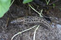 Limax maximus