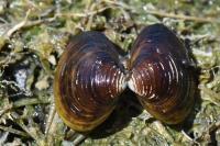 Corbicula fluminea
