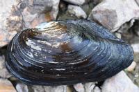 Anodonta cygnea