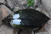 Anodonta cygnea