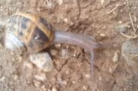Cornu aspersum