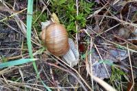 Escargot de Bourgogne