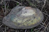 Anodonta cygnea