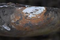 Anodonta cygnea