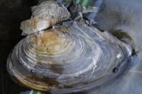 Anodonta anatina