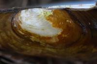 Anodonta anatina