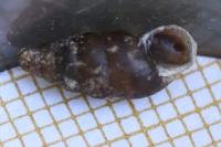 Merdigera obscura