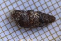 Merdigera obscura