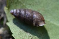 Merdigera obscura